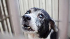 网路贩售犬用白内障禁药 硕士女卖家惨了