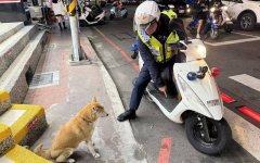 柴犬迷路也懂找警察 嘉市警暖心助回家