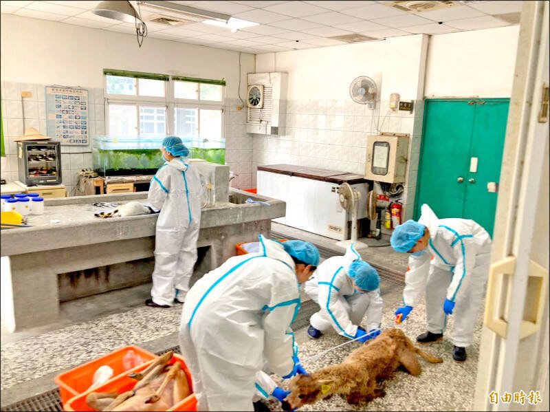 案发后，兽医团队对死亡羊驼进行解剖，发现体内含有「托福松」剧毒。（资料照）