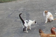 喂猫变互殴！不满环境脏「踢碗」引爆全武行 邻居双双遭起诉