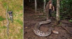 逾7公尺！印尼「神兽级」巨蟒 创「最长野生蛇」金氏世界纪录