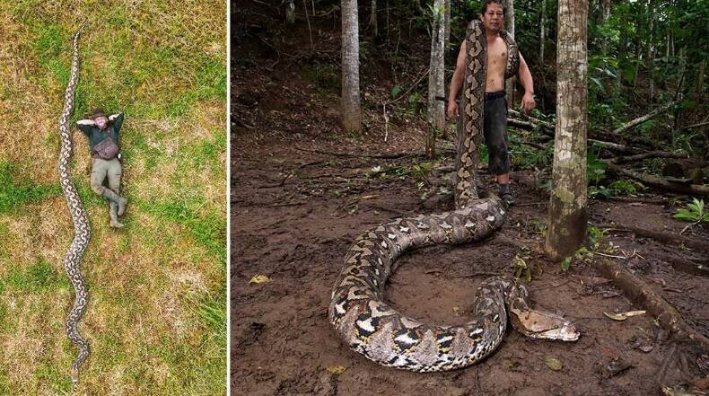 1条在印尼苏拉威西（Sulawesi）发现的雌性网纹蟒，近日经过金氏世界纪录官方正式认证，以7.22公尺（约23英呎8英吋）的惊人体长，打破纪录成为「史上经过正式测量最长的野生蛇类」。（图撷取自金氏世界纪录网站）