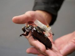 恶心害虫变身拯救者：澳洲打造「救难蟑螂」 背注射器抢救受困人命