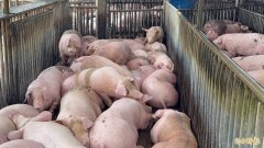 二审逆转无罪!合伙养猪擅自出售猪只涉业务侵占罪 法官见解大不同